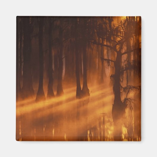 Cypressbomen | George Smith State Park Magneet (Voorkant)