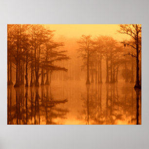 Cypressbomen George Smith State Park Poster
