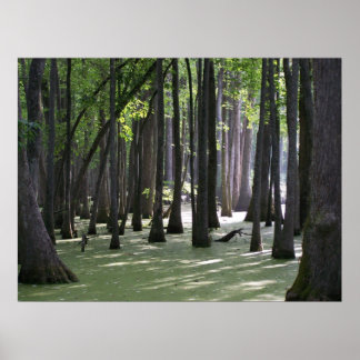 CypressSwampView Poster