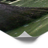 CypressSwampView Poster (Hoek)