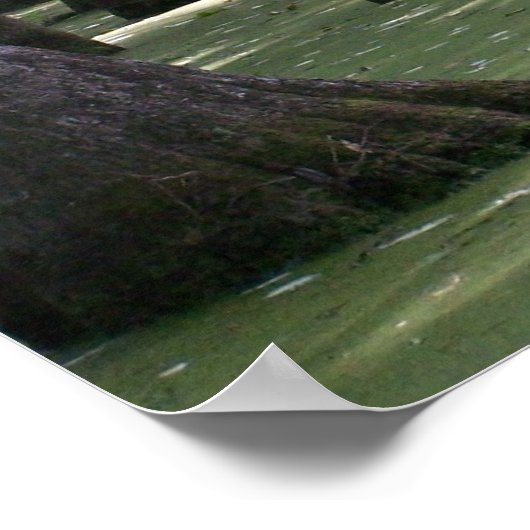 CypressSwampView Poster (Hoek)