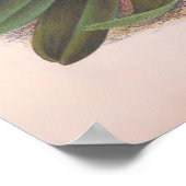 -Cypripedium Athuraniumroze slipper-orchid Poster (Hoek)