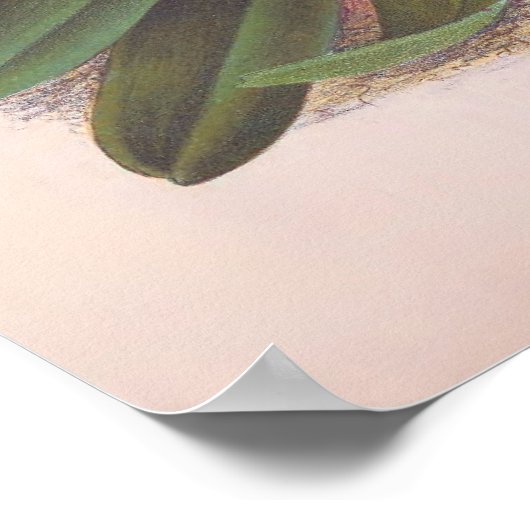 -Cypripedium Athuraniumroze slipper-orchid Poster (Hoek)