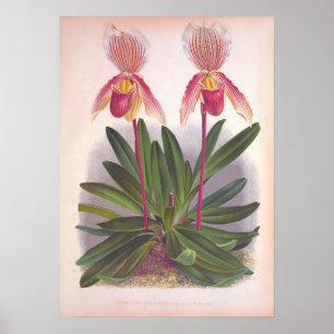 -Cypripedium Athuraniumroze slipper-orchid Poster
