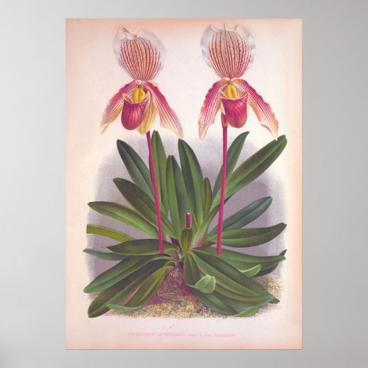 -Cypripedium Athuraniumroze slipper-orchid Poster (Voorkant)