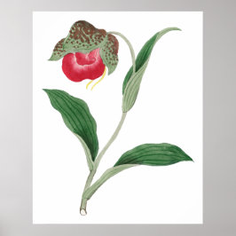Cypripedium bloem, vintage Japanse kunst Poster