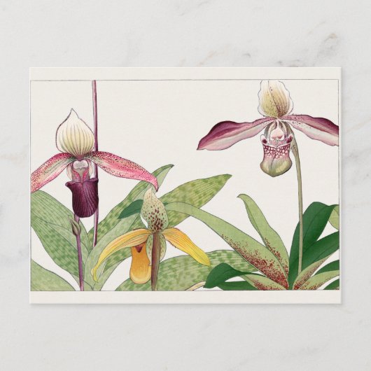 Cypripedium door Tanigami Konan Briefkaart (Voorkant)
