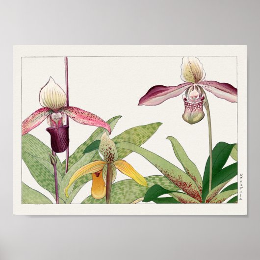Cypripedium door Tanigami Konan Poster (Voorkant)