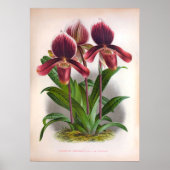Cypripedium Harrisianum Deep Pink  Orchids Poster (Voorkant)