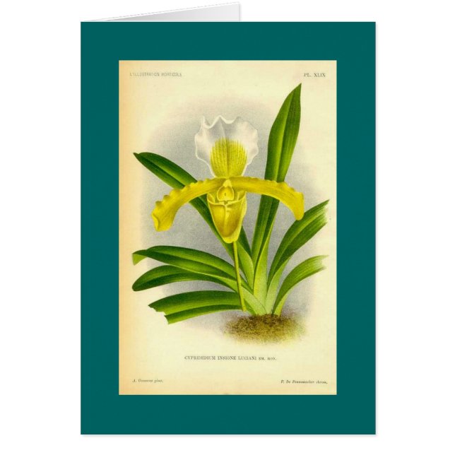 Cypripedium Insigne - Lady's Slipper Orchid (Voorkant)