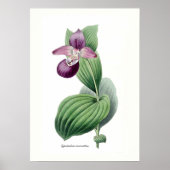 Cypripedium macranthos poster (Voorkant)
