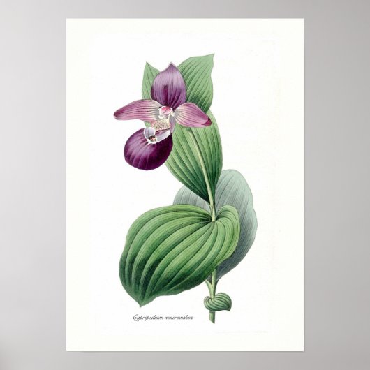Cypripedium macranthos poster (Voorkant)