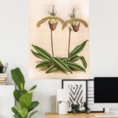 Cypripedium Orchidee Flower Poster (Thuiskantoor)