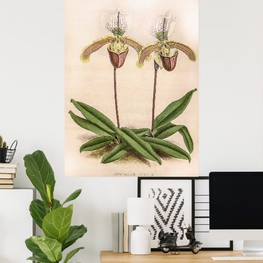 Cypripedium Orchidee Flower Poster (Thuiskantoor)