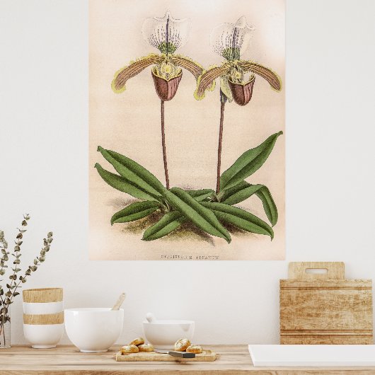  Cypripedium Orchidee Flower Poster (Keuken)