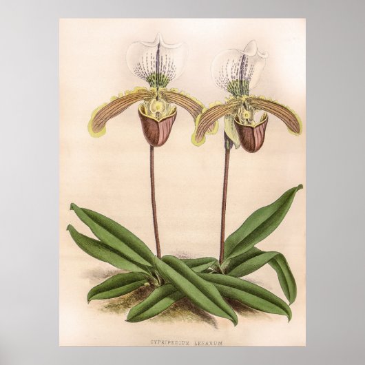 Cypripedium Orchidee Flower Poster (Voorkant)