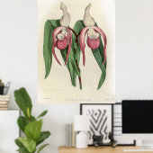 Cypripedium Schroderae Orchid Poster (Thuiskantoor)