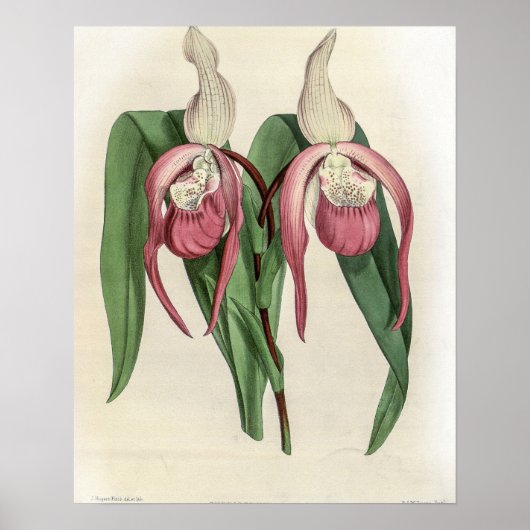 Cypripedium Schroderae Orchidee Poster (Voorkant)