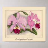 "Cypripedium Stonei", Linden Orchid Poster (Voorkant)