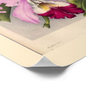 "Cypripedium Stonei", Linden Orchid Poster (Hoek)