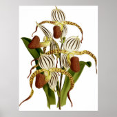  Cypripedium Stonei Orchidee Flower Poster (Voorkant)