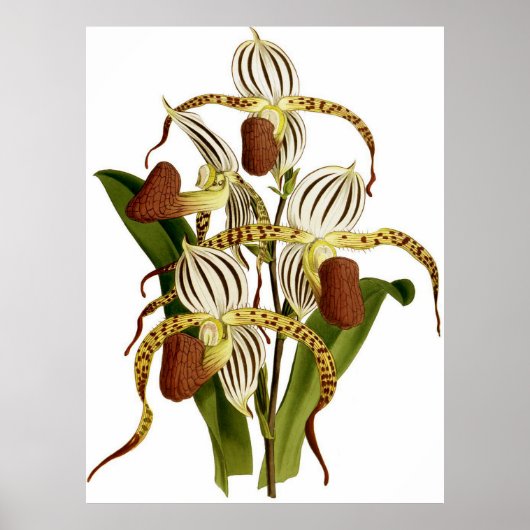  Cypripedium Stonei Orchidee Flower Poster (Voorkant)