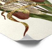 Cypripedium Stonei Poster (Hoek)