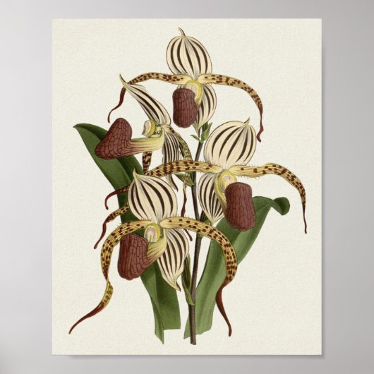 Cypripedium Stonei Poster (Voorkant)