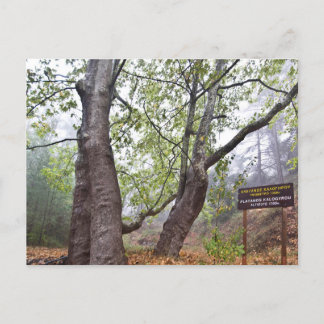 Cyprus bos plataan boom oude bos natuur briefkaart