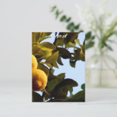 Cyprus Lemon Grove Briefkaart (Staand voorkant)