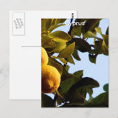 Cyprus Lemon Grove Briefkaart (Voorkant / Achterkant)
