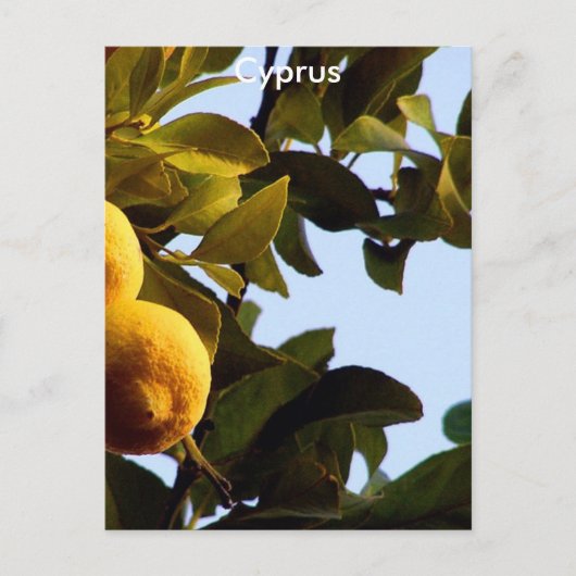 Cyprus Lemon Grove Briefkaart (Voorkant)