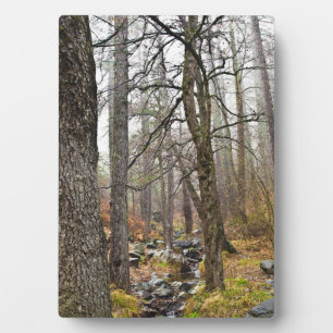 Cyprus natuur landschap Troodos bos bruine bomen Fotoplaat
