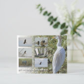 Cyprus vogels briefkaart (Staand voorkant)