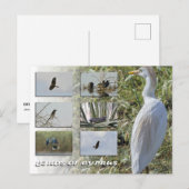 Cyprus vogels briefkaart (Voorkant / Achterkant)