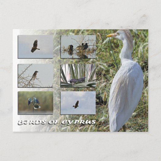 Cyprus vogels briefkaart (Voorkant)