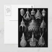 Cyrtoidea Briefkaart (Voorkant / Achterkant)