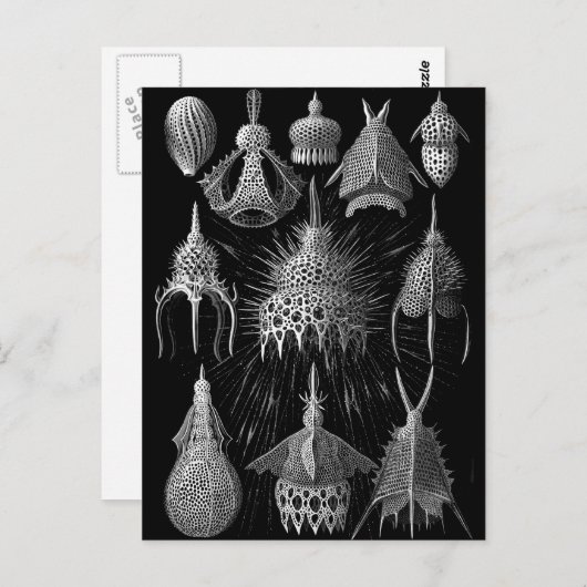 Cyrtoidea Briefkaart (Voorkant / Achterkant)