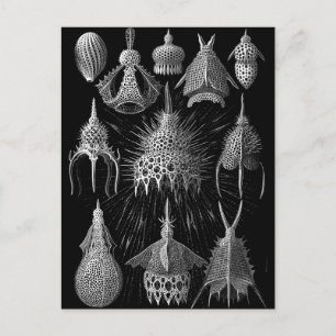 Cyrtoidea Briefkaart