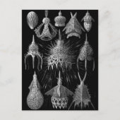 Cyrtoidea Briefkaart (Voorkant)