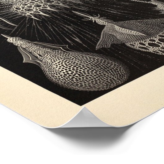 Cyrtoidea Color Ernst Haeckel Print (Hoek)