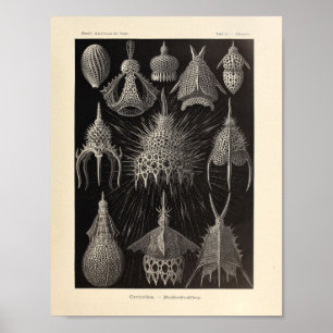  Cyrtoidea Color Ernst Haeckel Print