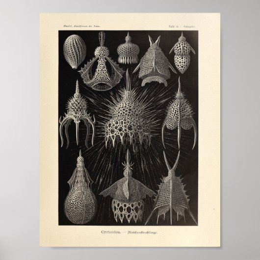 Cyrtoidea Color Ernst Haeckel Print (Voorkant)