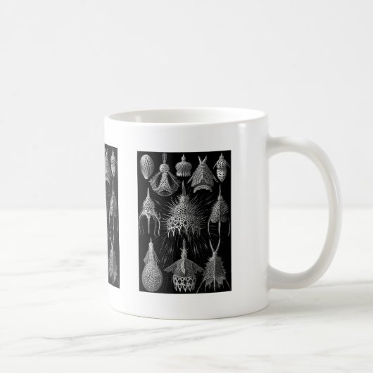 Cyrtoidea Koffiemok (Rechts)