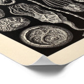  Cystoidea Ernst Haeckel Art Print (Hoek)