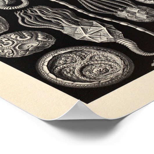  Cystoidea Ernst Haeckel Art Print (Hoek)