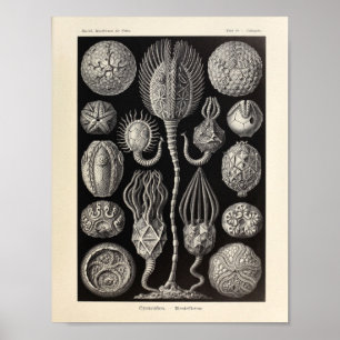  Cystoidea Ernst Haeckel Art Print