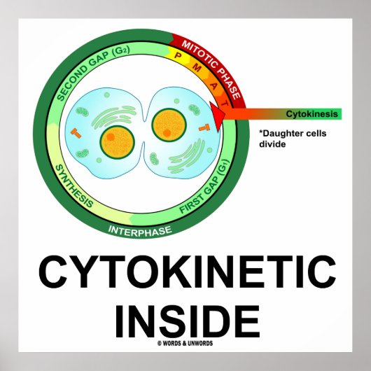 Cytokinetisch Inside (Cytoplasmadivisie Mitose) Poster (Voorkant)