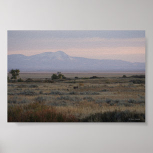D10 Witstaart Hert Sweet Grass Hills Poster