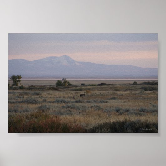 D10 Witstaart Hert Sweet Grass Hills Poster (Voorkant)